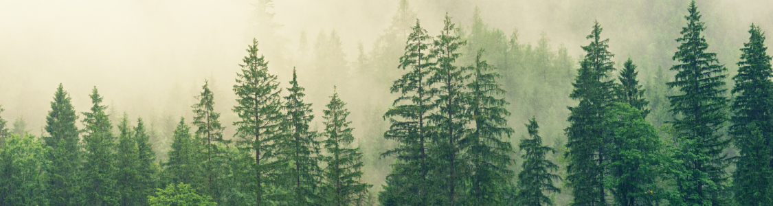 Veduta montana su conifere e nebbia